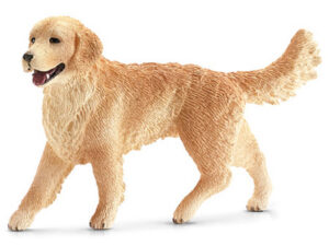 Golden Retriever Hündin