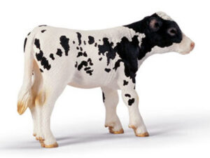 RestpostenKalb Schwarzbunt- stehend